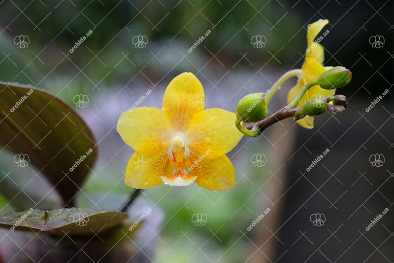 Phalaenopsis (stuartiana X Yungho Gelb Canary) x Stone Dance.jpg