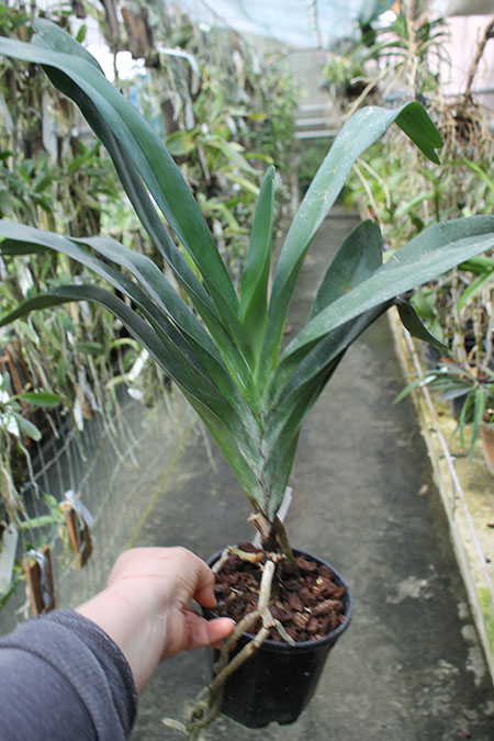 Angraecum sesquipedale.jpg