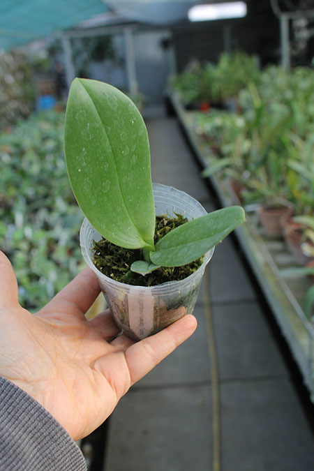 Phalaenopsis gigantea x Hsinying Fanjo.jpg