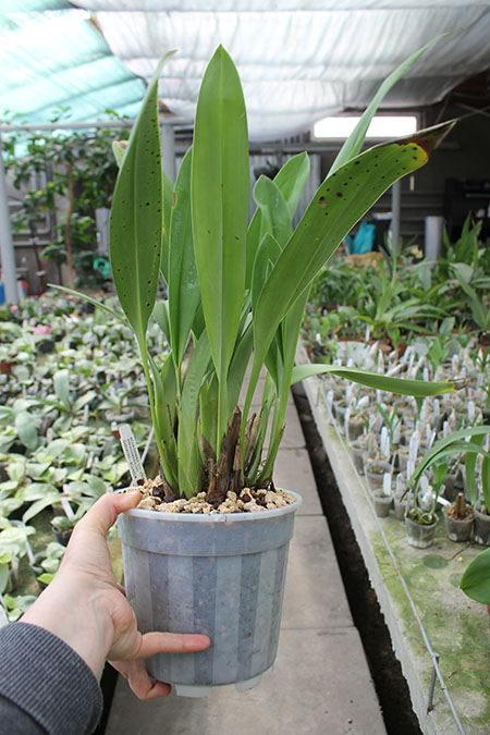 Maxillaria turkeliae.jpg