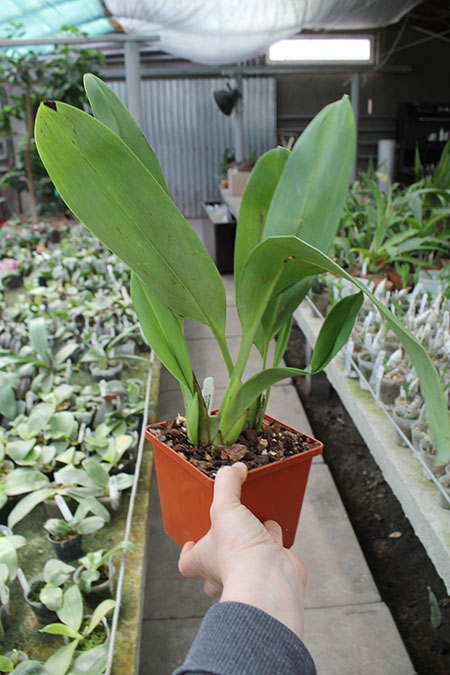 Maxillaria striata.jpg