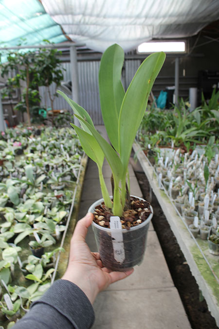 Maxillaria longissima.jpg