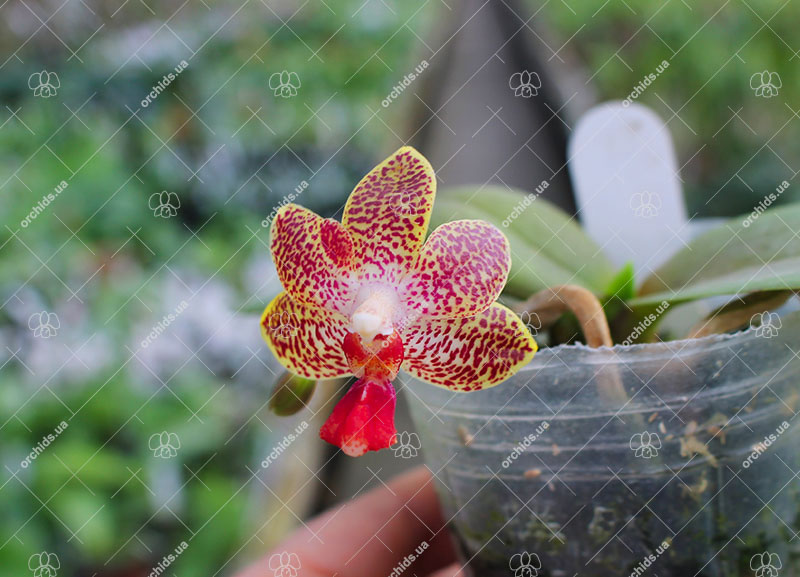 Phalaenopsis Liu’s Yellow Star Dust x Yaphon Sir.jpg