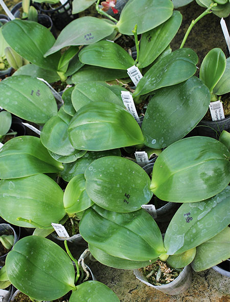 Phalaenopsis LD Sun Dragon 'Snake Scales'.jpg