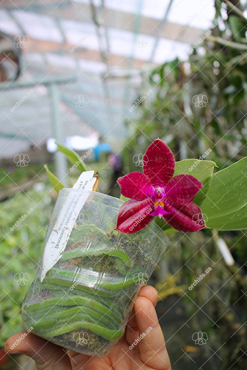 Phalaenopsis (Yungho Gelblitz x venosa) x lueddemanniana Yungho.jpg