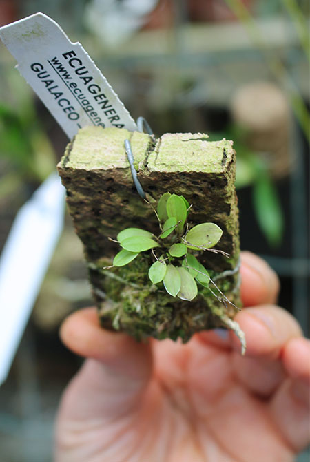 Lepanthes tsubotae.jpg