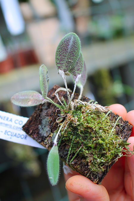 Dresslerella lasiocampa.jpg