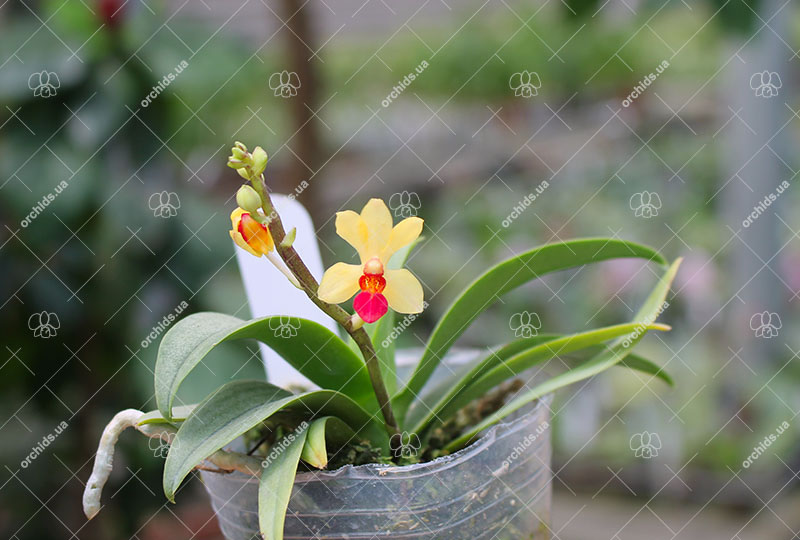 Phalaenopsis Anna-Larati Soekardi x Ascocentrum miniatum.jpg