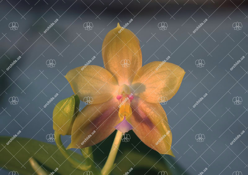 Phalaenopsis Lyndon Gold Ring x (Yin's Bellina Kaiulani x Ya-Yi Qin) 'Rainbow'.jpg