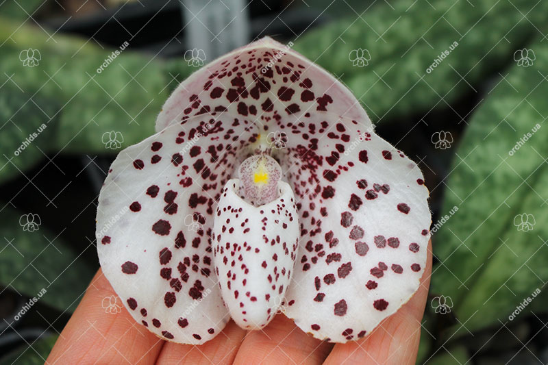 Paphiopedilum bellatulum.jpg
