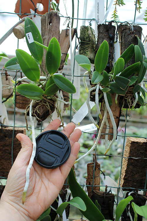 Cattleya aclandiae escura 'Minha nega' x self.jpg