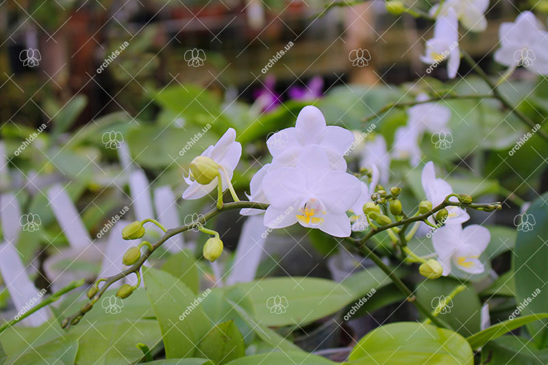 Phalaenopsis Timothy Christopher 'Joseph Wu'.jpg