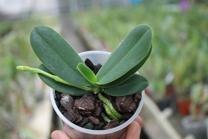 Sedirea japonica.jpg