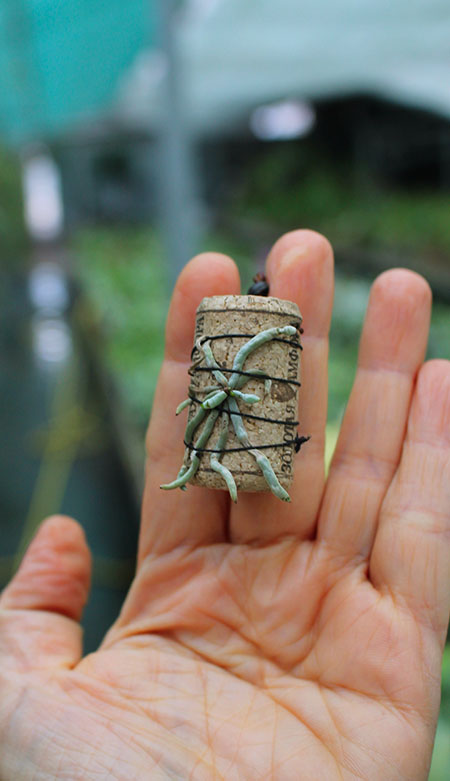 Dendrophylax sallei.jpg