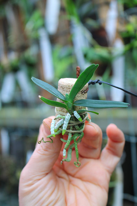 Angraecum didieri x Neofinetia falcata.jpg