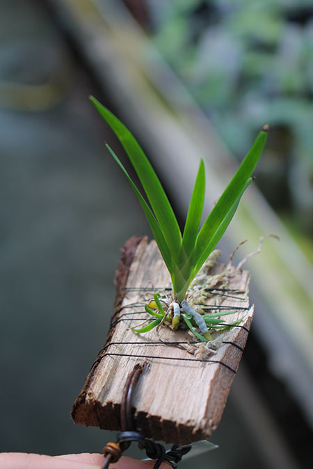 Podangis dactyloceras.jpg