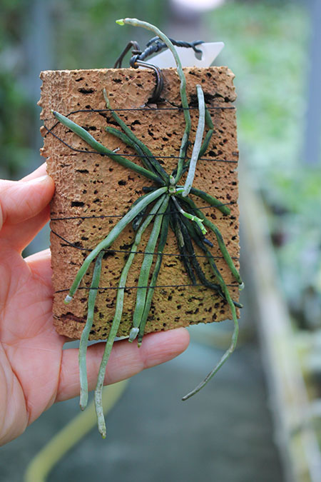 Chiloschista rodriguezii.jpg