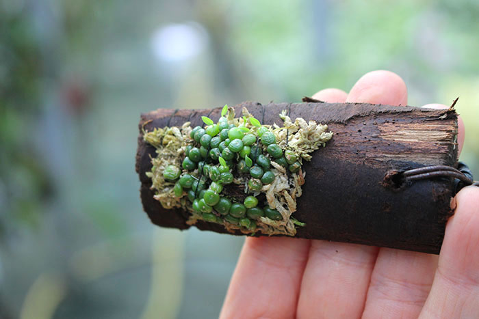 Bulbophyllum moniliforme.jpg