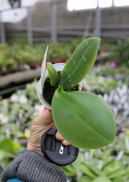 Phalaenopsis Zheng Min Anaconda 'Yaphon'.jpg