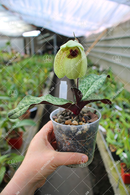 Paphiopedilum malipoense x bellatulum.jpg