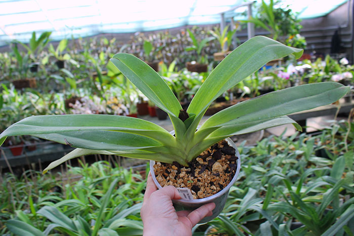 Paphiopedilum Michael Koopowitz x sanderianum.jpg