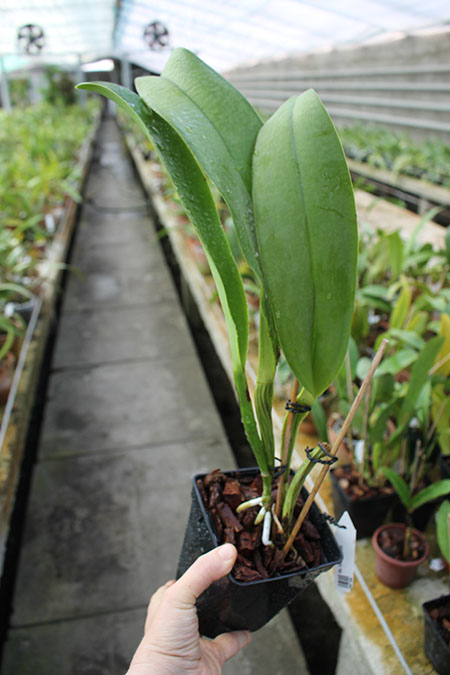 Brassolaeliocattleya Miriam Suzuki.jpg