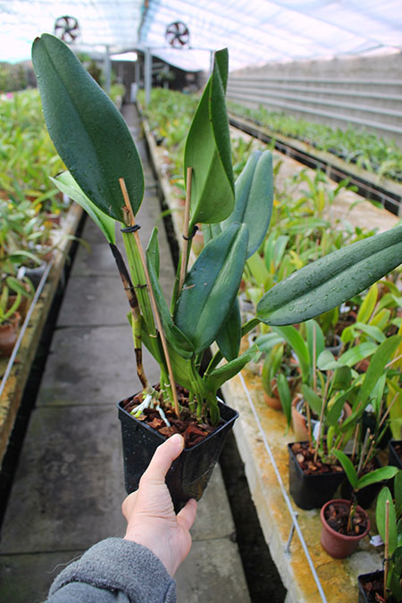 Brassolaeliocattleya Suzuki´s Golden Stipes.jpg