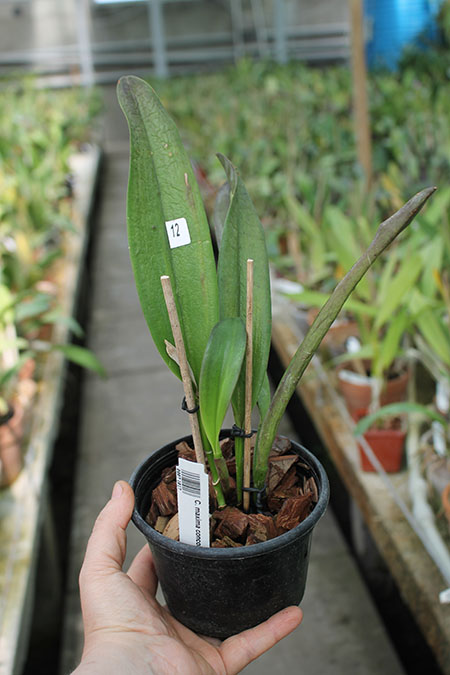 Cattleya maxima concolor.jpg