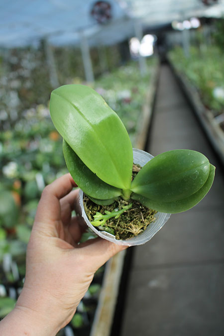 Phalaenopsis Lyndon Gold Ring (clone).jpg