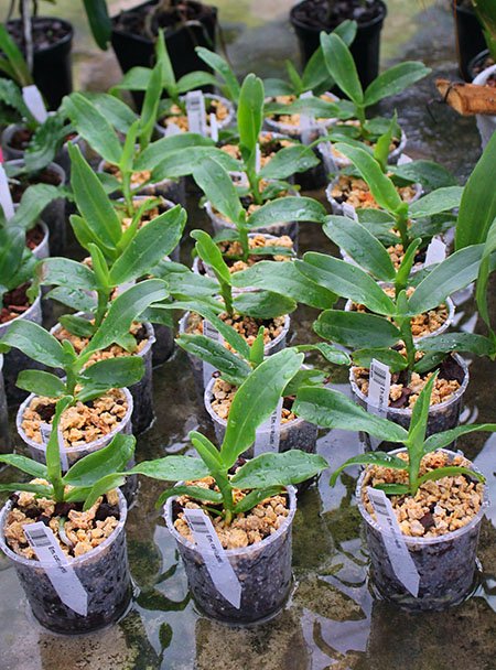 Esmeralda cathcartii.jpg