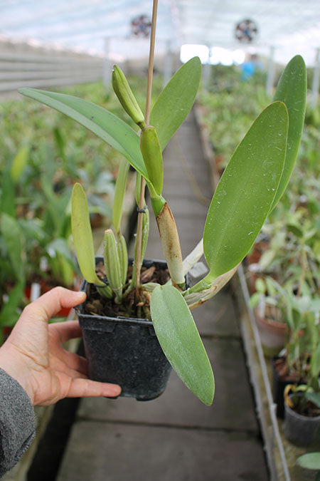 Cattleya lueddemanniana (coerulea 'Mariauxi' x tipo) x lueddemanniana coerulea 'Tania'.jpg