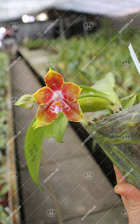 Phalaenopsis (Gelblieber 'B#1' x Hsia's Focus) x Magnificent Mibs.jpg