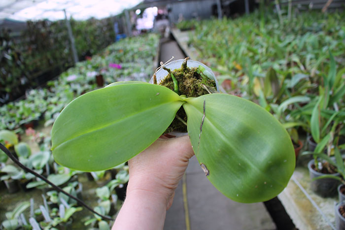 Phalaenopsis Joy Spring Canary 'Green Lotus'.jpg