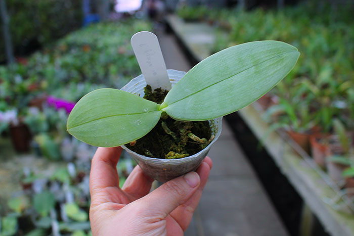 Phalaenopsis gigantea alba 'Ta Wei'.jpg