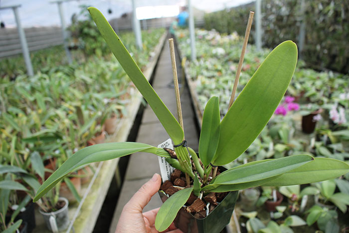 Cattleya Semontiana (warscewiczii 'Hartmans #9' x aurea var chrysotoxa 'Red Velvet').jpg
