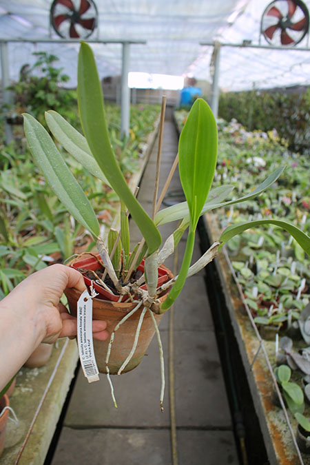 Cattleya labiata amesiana lineata 'AWZ' (Z-8) x Cattleya labiata amesiana lineata 'Pedra Azul'.jpg