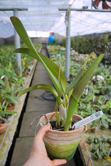 Cattleya labiata amoena 'Preciosa' (Z-8) x Cattleya labiata alba 'Cisne Branco' (Z-268).jpg