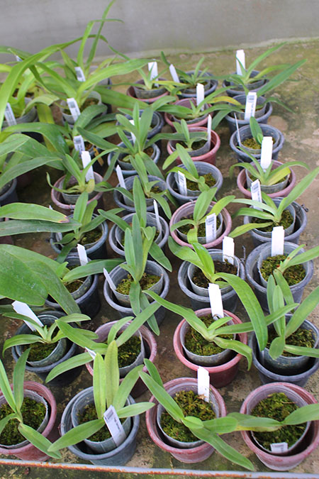 Paphiopedilum fairrieanum.jpg
