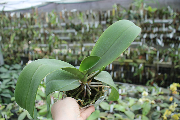 Phalaenopsis 'Ito' peloric.jpg