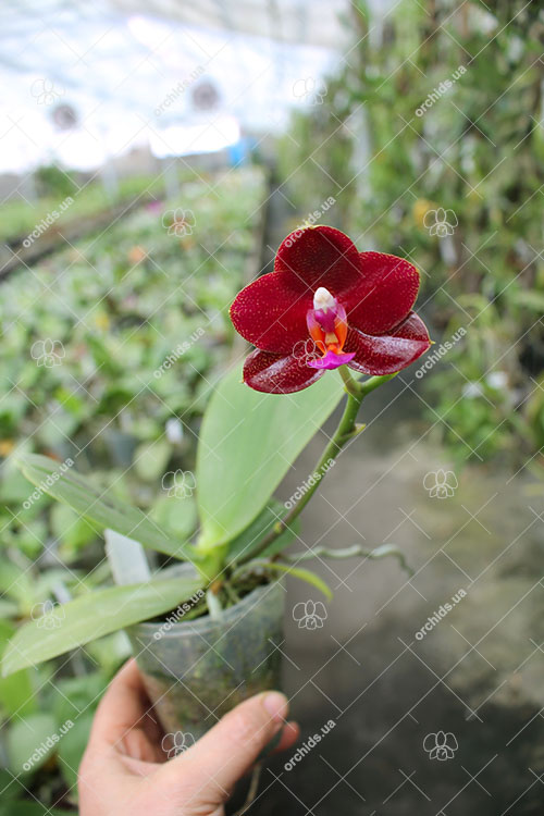 Phalaenopsis Mituo Sun 'Mituo #1' x Ld's Bear King 'RK-1'.jpg