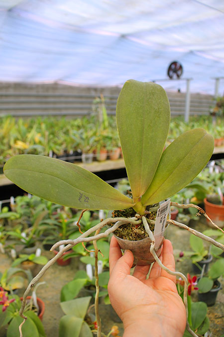 Phalaenopsis Mituo Shin Perfume 'MO95'.jpg