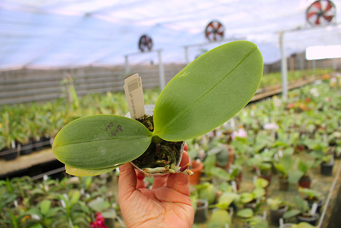 Phalaenopsis Mituo Sun Queen 'Mituo#1'.jpg