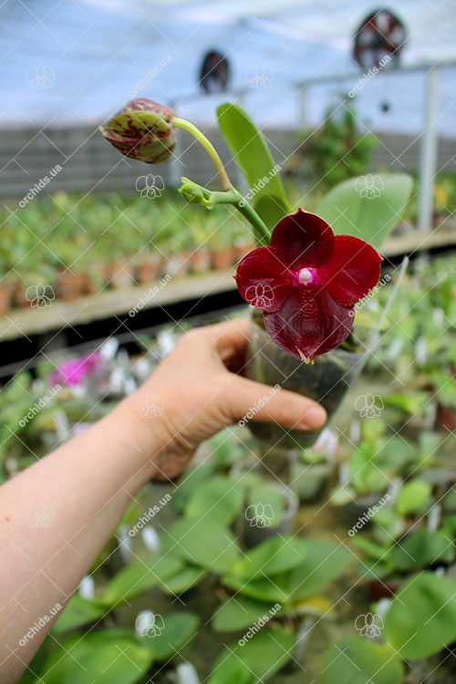 Phalaenopsis Mituo Sun King 'S-R-Spots'.jpg