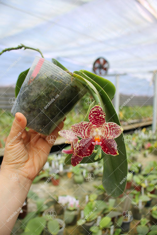 Phalaenopsis Yuanshan Girl.jpg