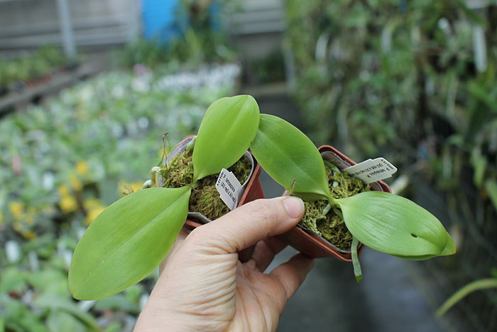 Phalaenopsis tetraspisis (All red x All red with white middle).jpg