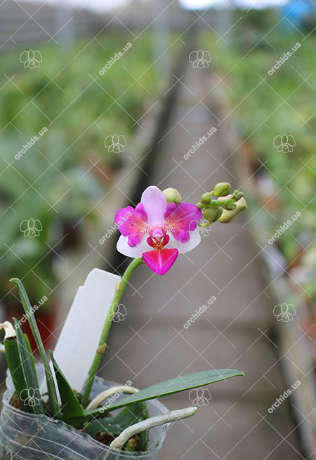 Phalaenopsis Liu's Berry 'ES'.jpg