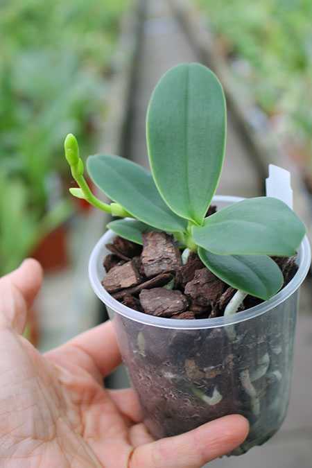 Sedirea japonica.jpg