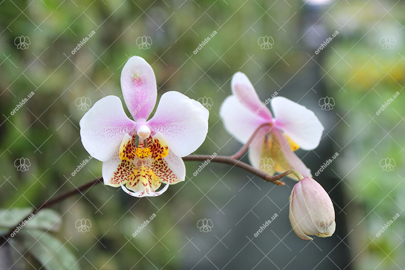 Phalaenopsis schilleriana silver leaves.jpg
