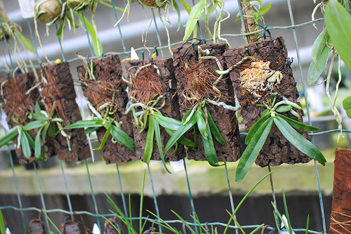 Aerangis rhodosticta.jpg