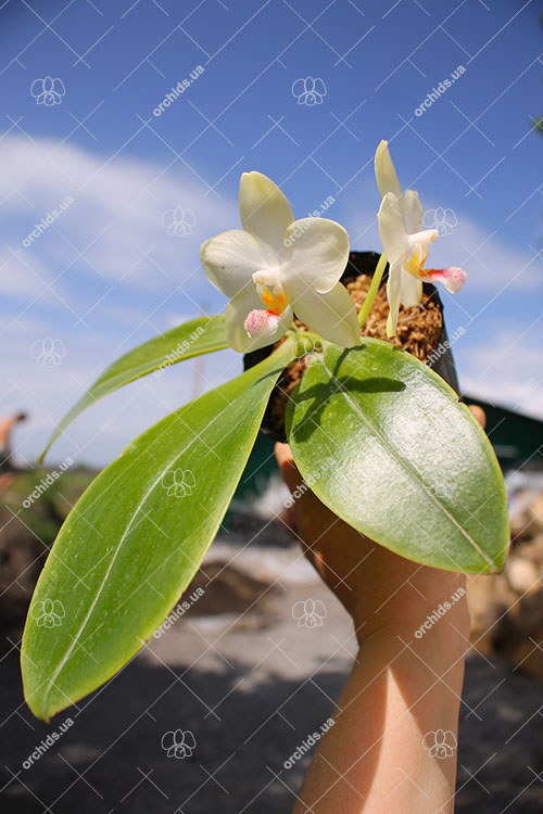 Phalaenopsis philippinensis x (Sogo Yukidian 'V3' - Yungho Gelb Canary).jpg